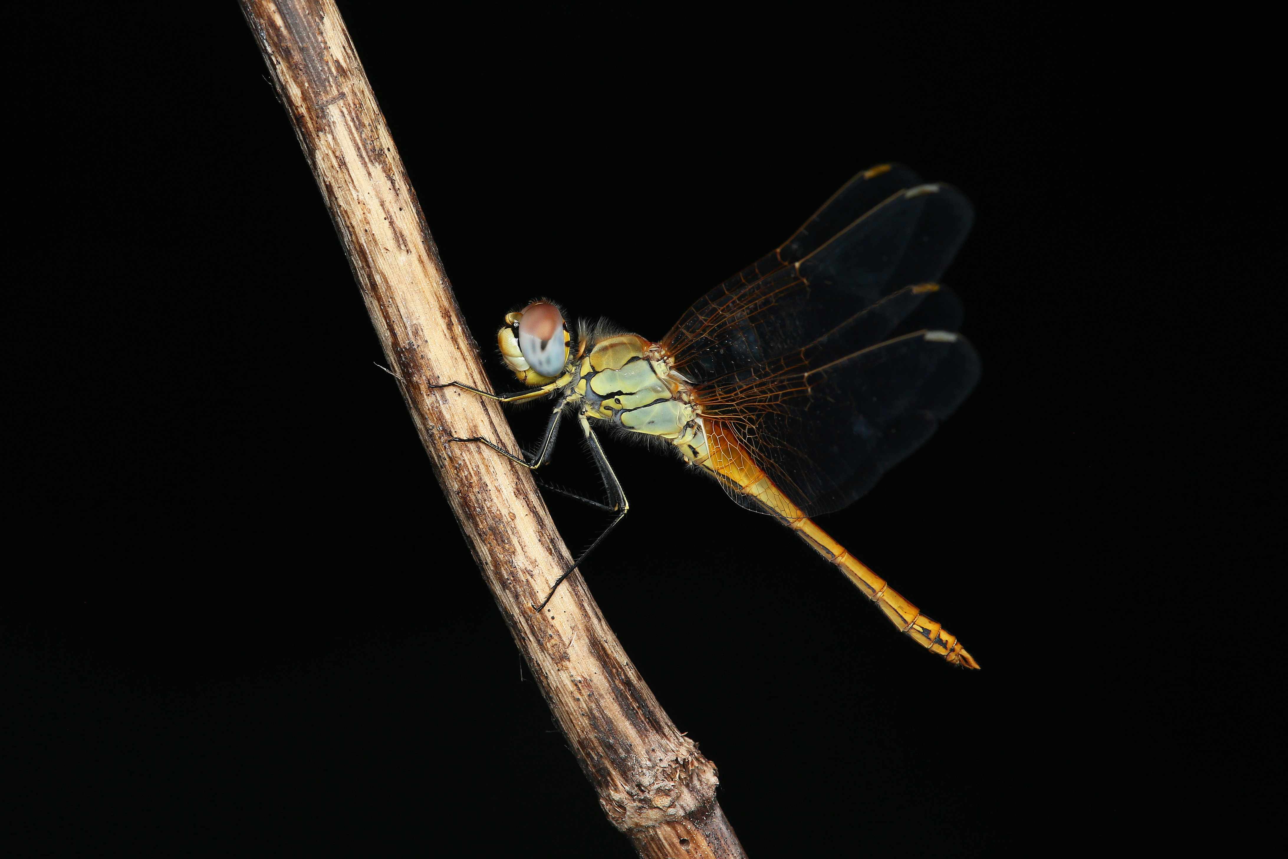Sympétrum de Fonscolombe © Alexandre Van Der Yeught