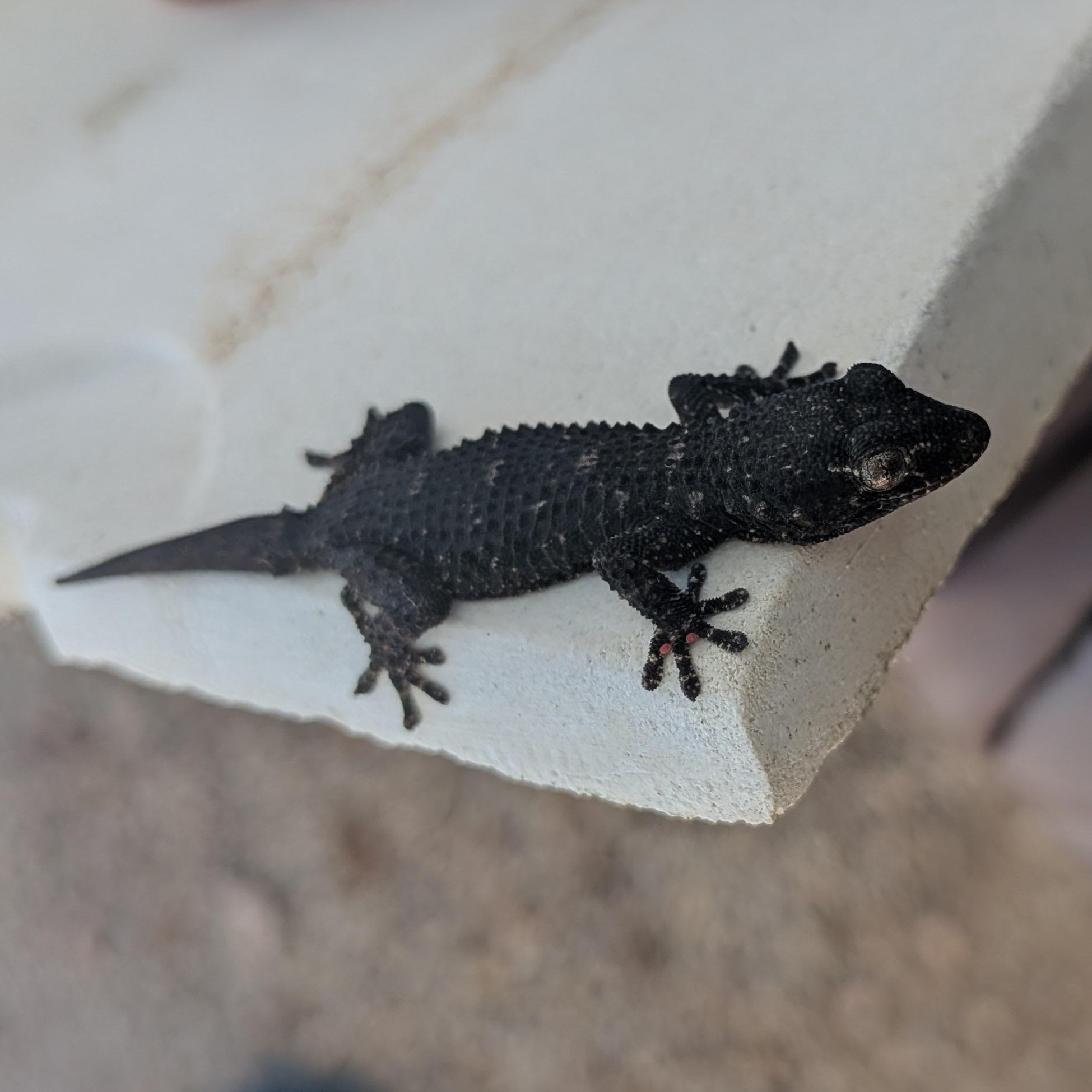 Tarente de Maurétanie © Line Conforti