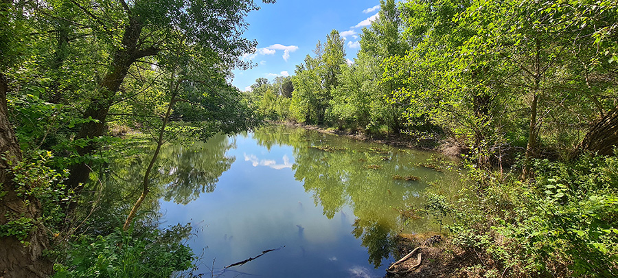 Etang envahi par le Myriophylle du Brésil (c) Marion Fouchard