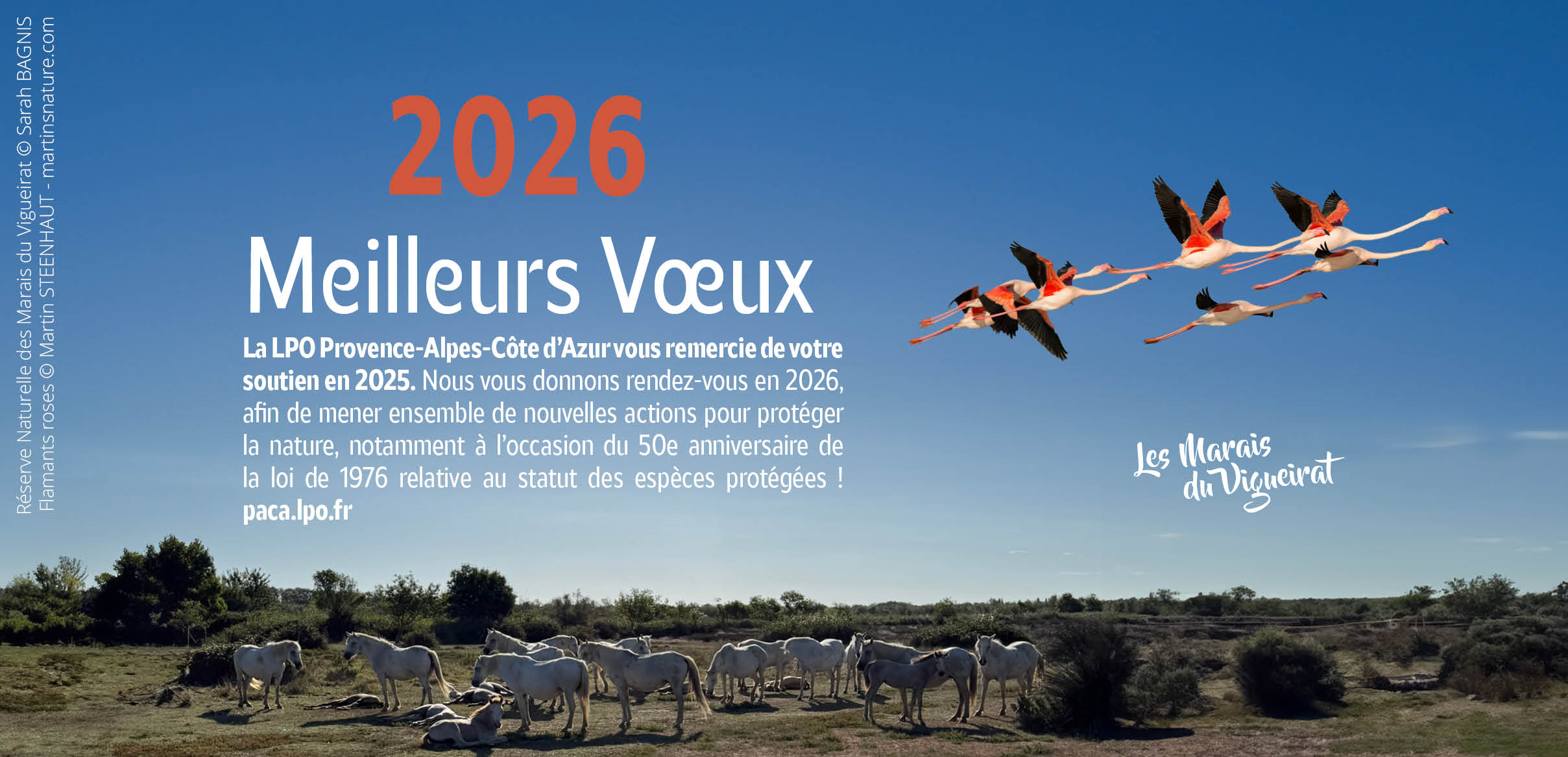 Tortue d'Hermann lors d'un débroussaillement (image d'illustration) - Aurélien Audevard