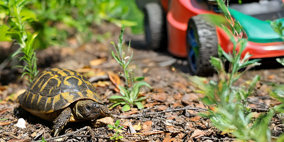 Tortue d'Hermann lors d'un débroussaillement (image d'illustration) - Aurélien Audevard
