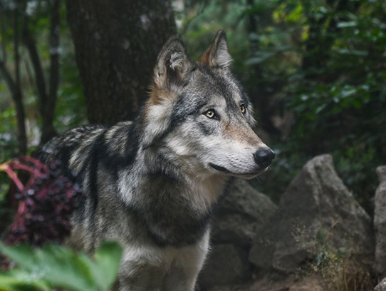 Loup gris © Christels - Pixabay