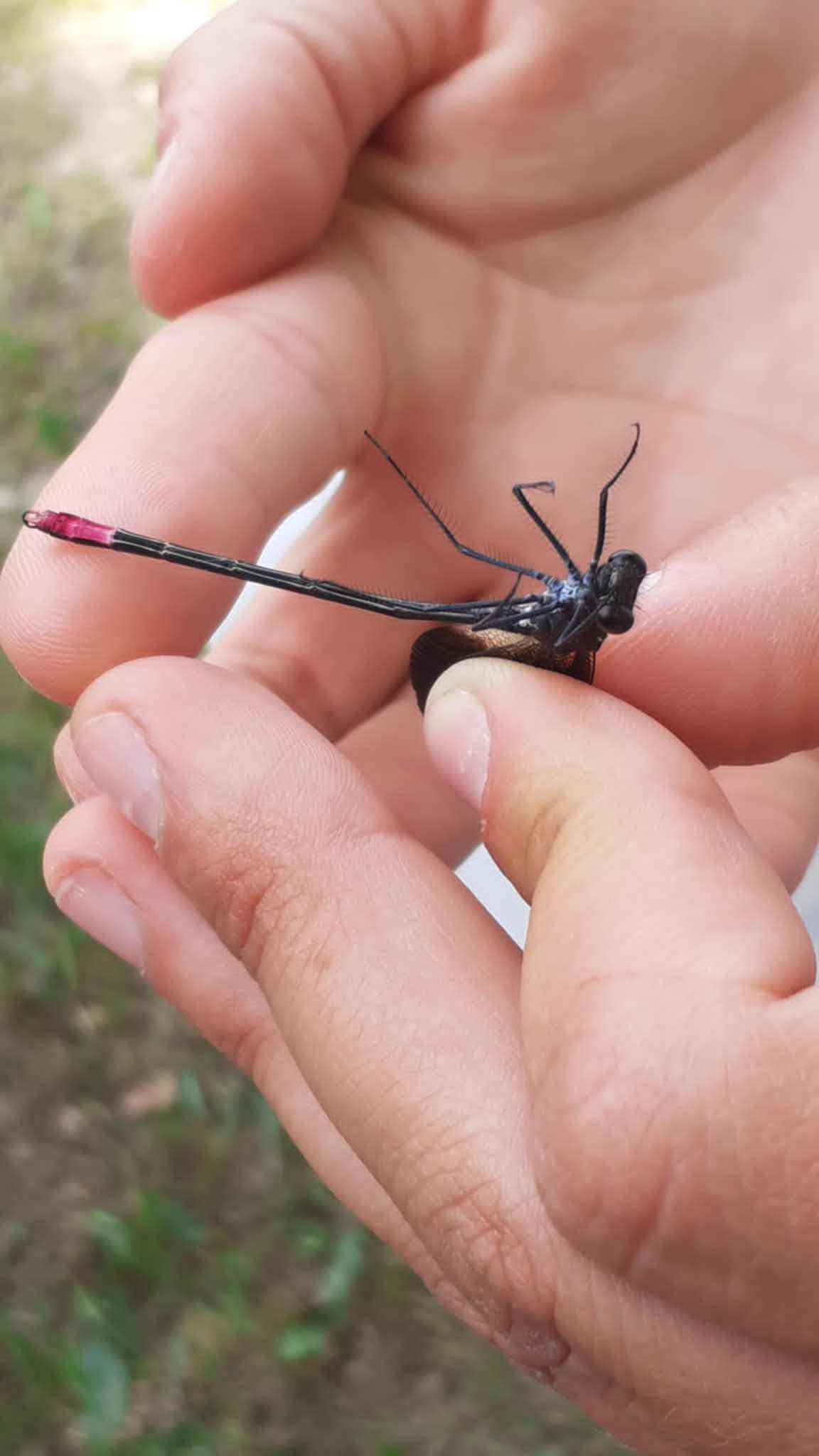 calopteryx hemorroidal