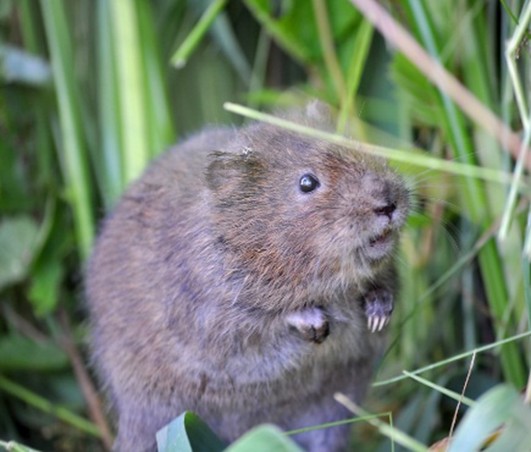 Campagnol amphibie © P Rigaux