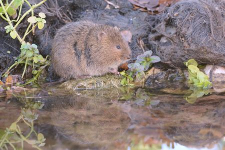 Campagnol amphibie. © BOMPAR J.-M.