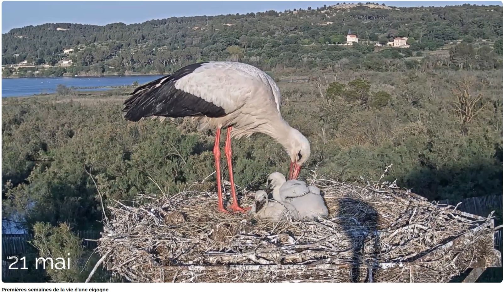 cigognes poudrerie jeremy laine