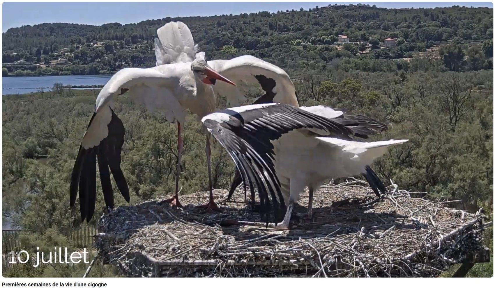 cigognes poudrerie jeremy laine3