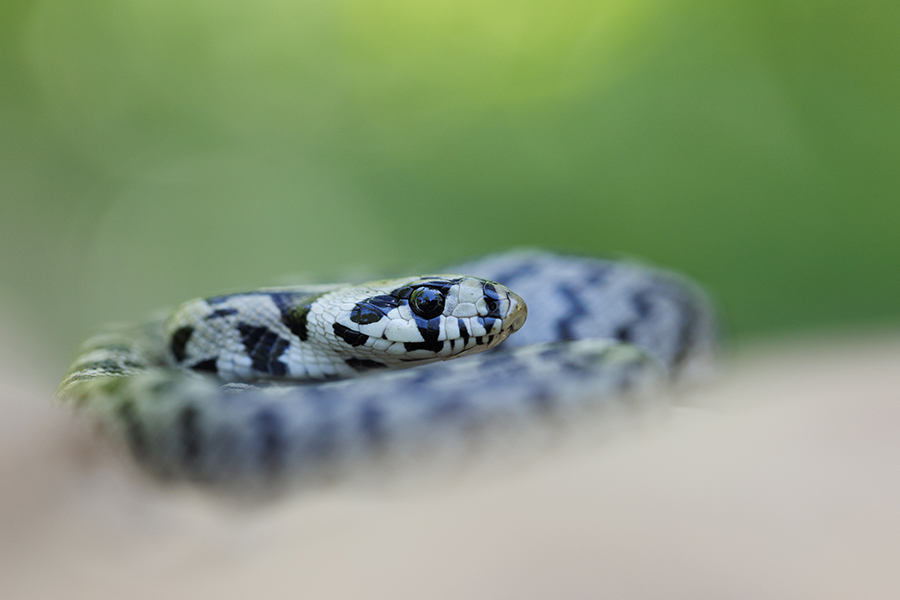 Couleuvre à échelons (c) Nicolas Bastide