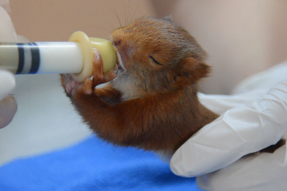 Écureuil juvénile nourri au biberon - Marie Trossero