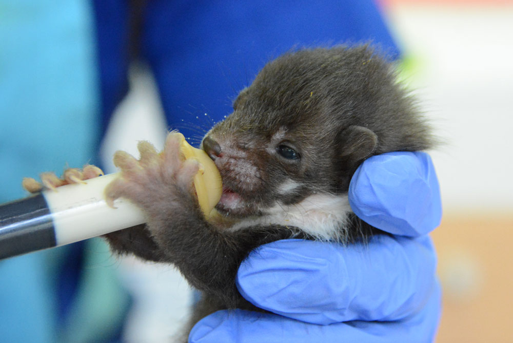 Fouine - Marie Trossero