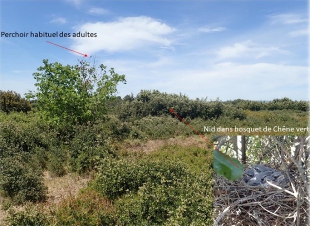 Site de nidification Pie-grièche méridionale (c) O.Hameau