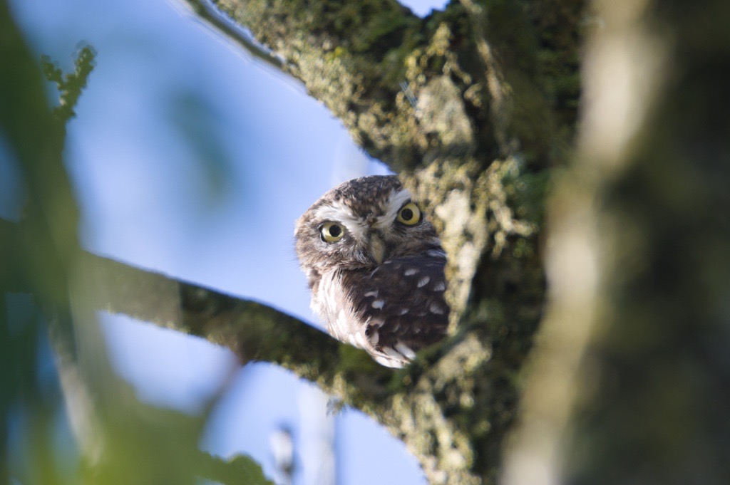 Chevêche d'Athéna © Augustin Robin