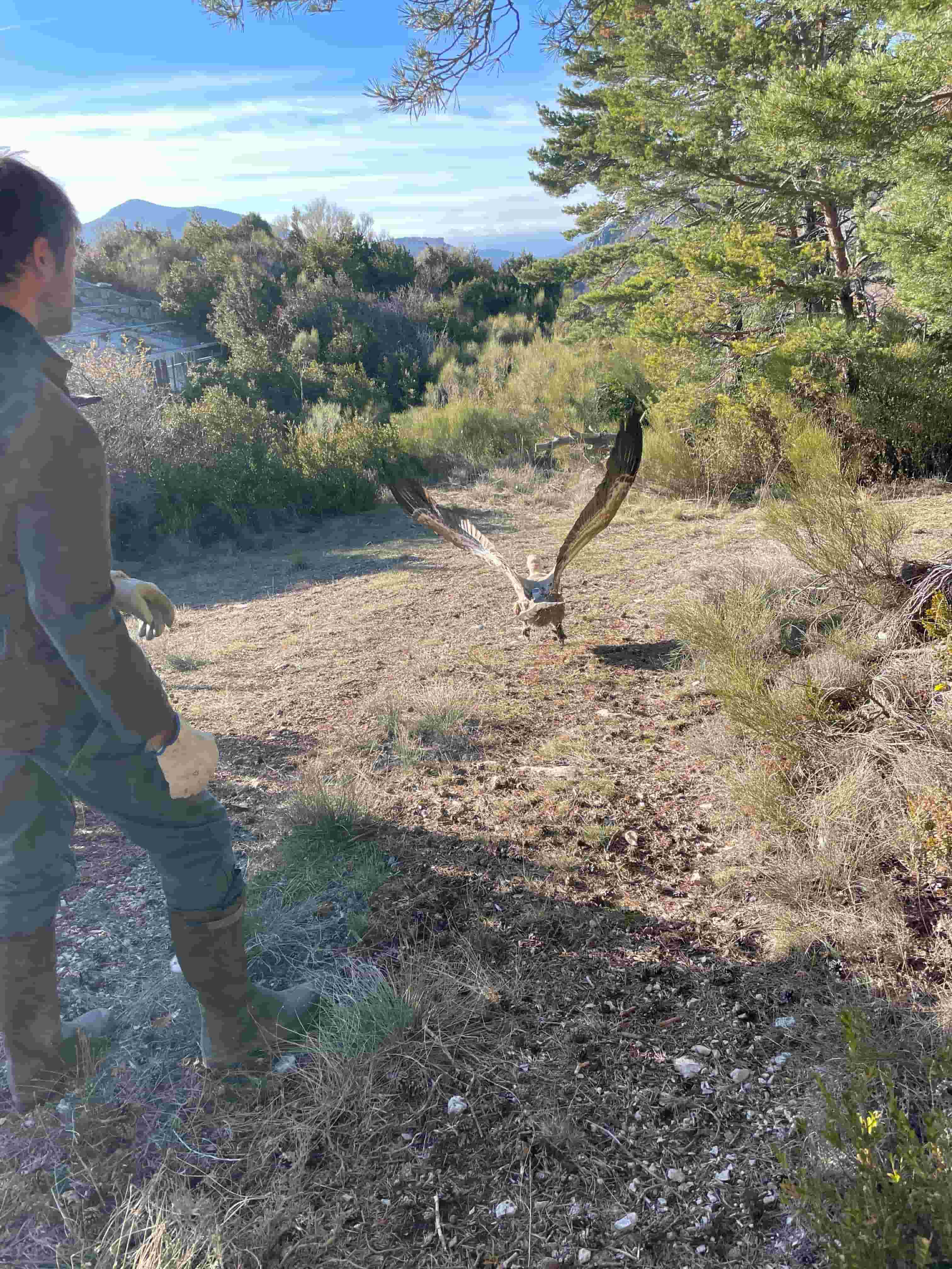 Relâché d'un vautour © Maxime Raux Relâché d'un vautour © Maxime Raux