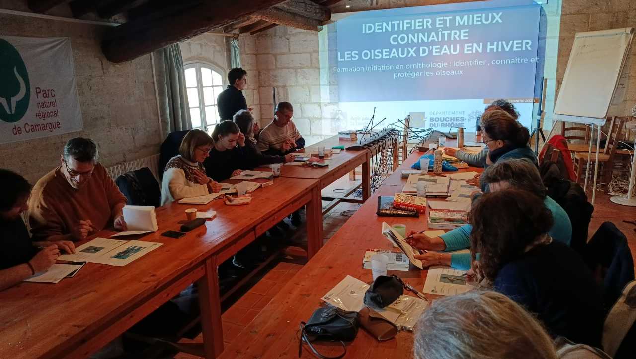 Exercice sur l'anatomie des oiseaux d'eaux et marins hivernants