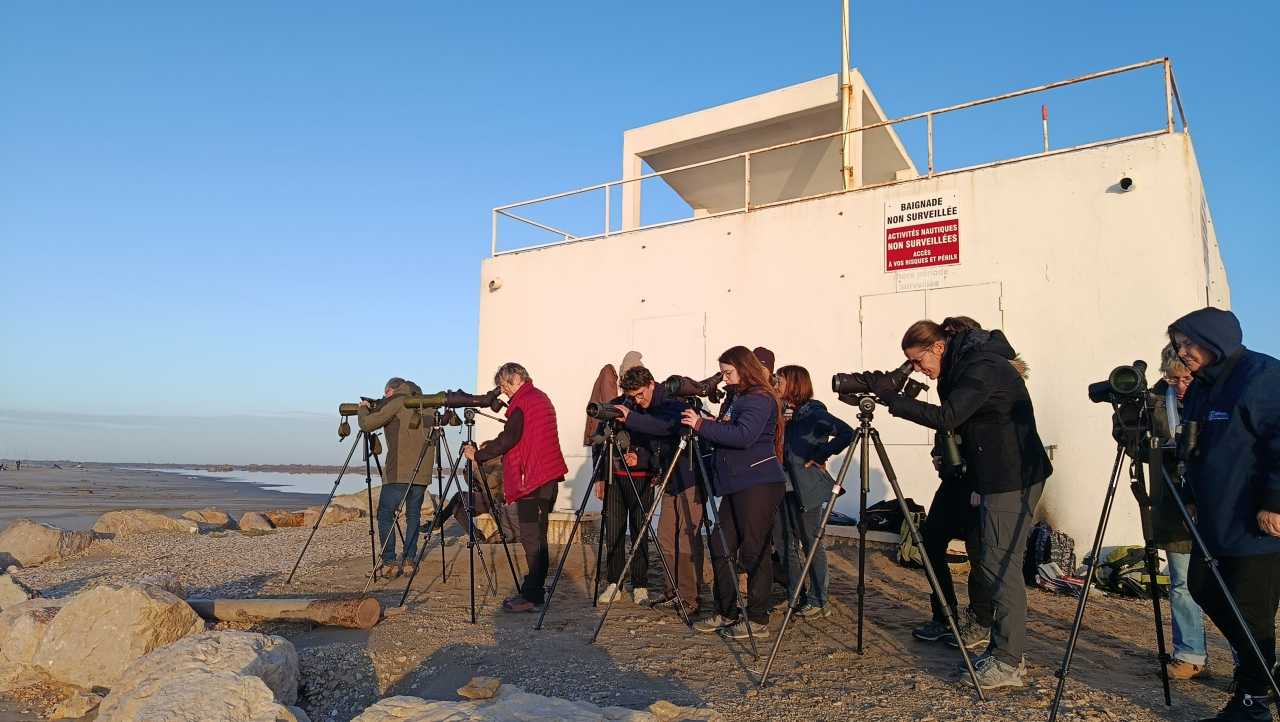 Observation d'oiseaux marins sur la plage de Piemanson ©Fanny Peger Observation d'oiseaux marins sur la plage de Piemanson