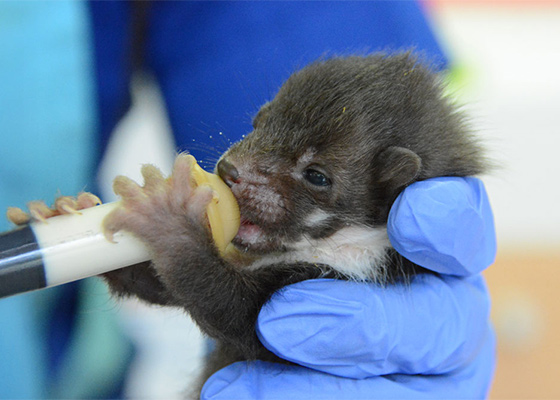 Fouine - Marie Trossero