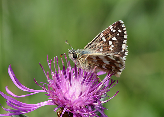 Hesperie des cirses (c) Marion Fouchard