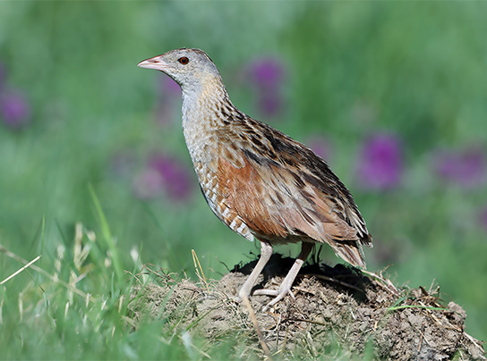 rale-des-genets---aurélien-audevard