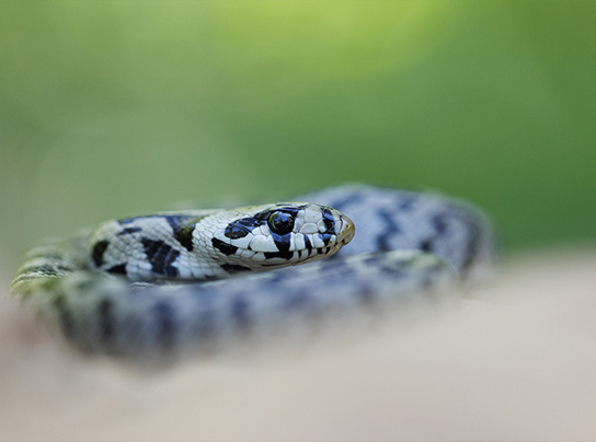 couleuvre_a_echelons_n_bastide_web