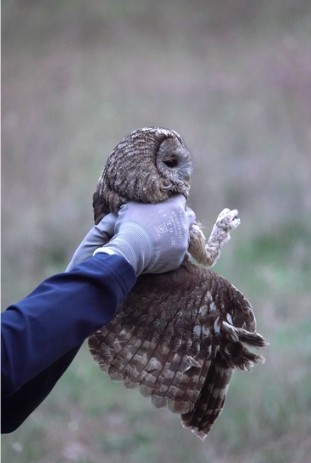 nuit chouette hulotte