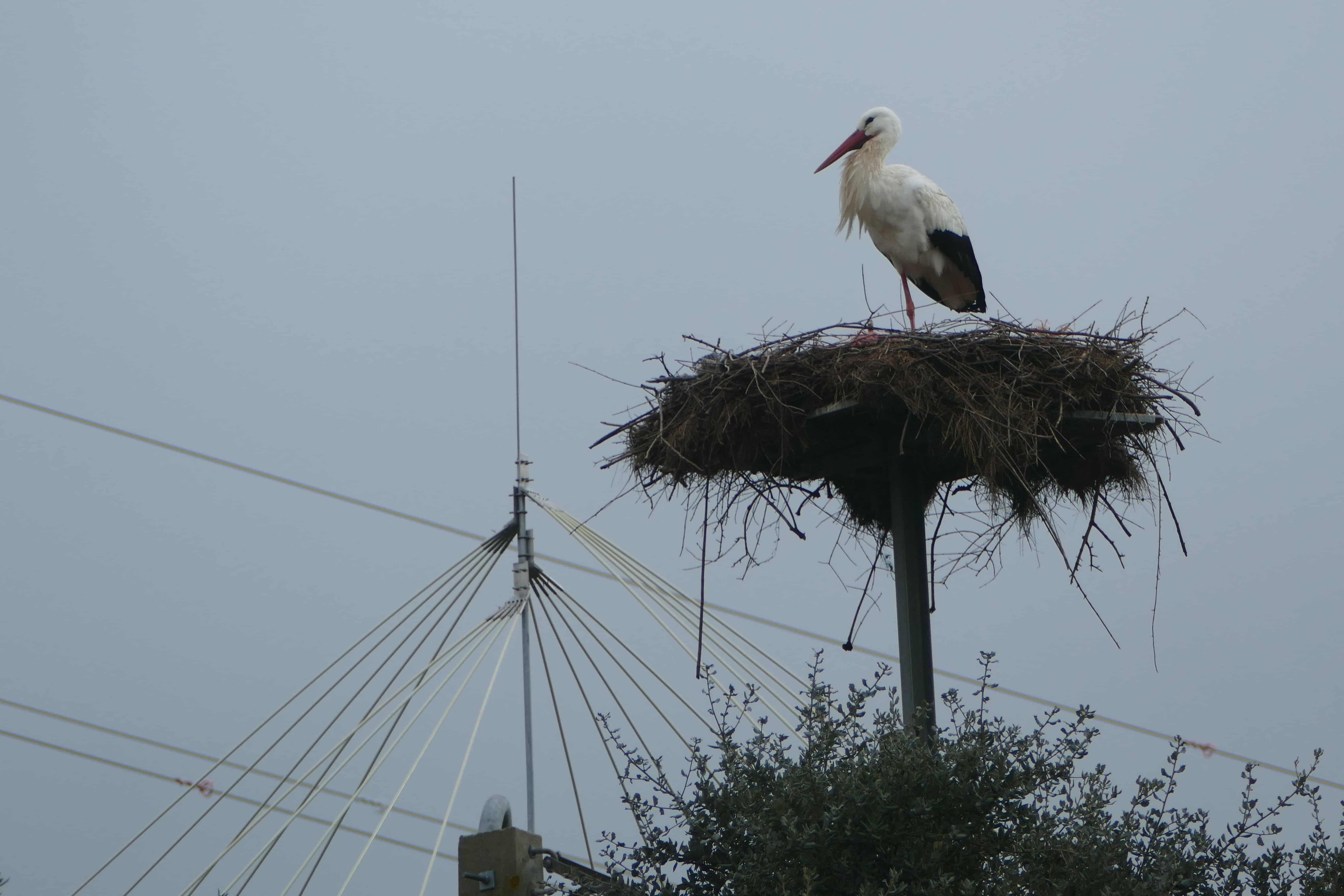 Plateforme à cigognes © Thierry Bara ENEDIS