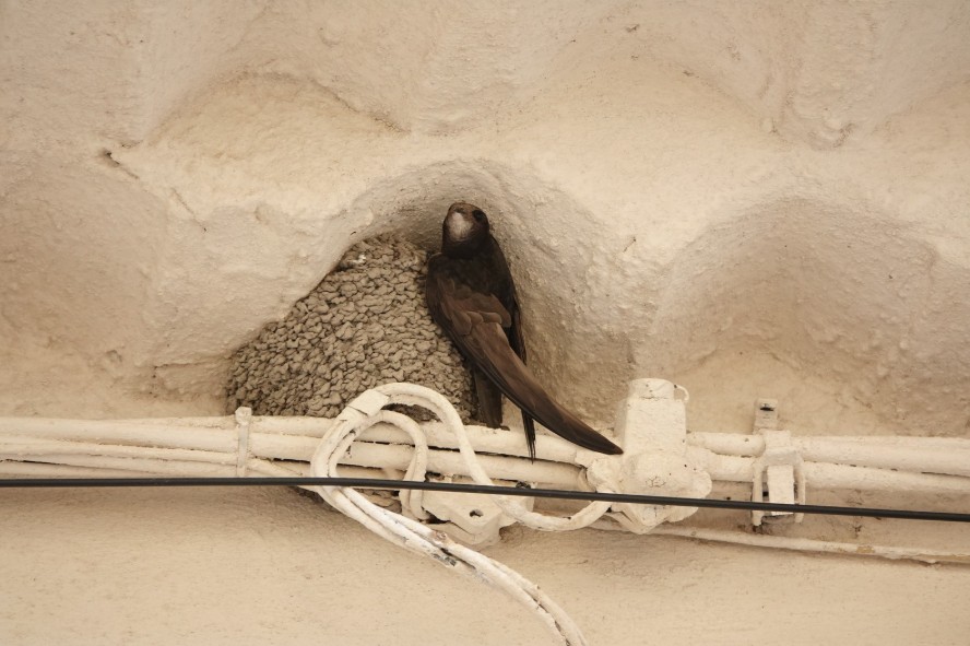 peyrolle martinet visistant nid h. de fenetre