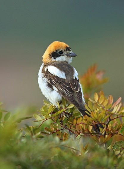 Pie-grièche à tête rousse - Aurélien Audevard