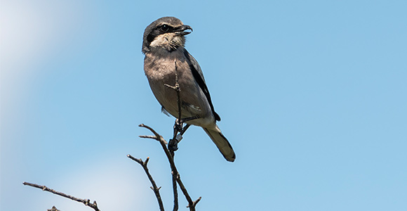 Pie-grièche méridionale © Olivier hameau