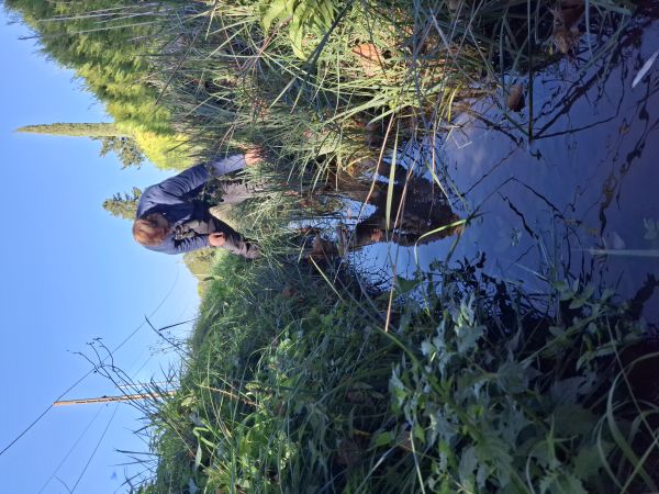 Prospection d’un fossé pour la recherche d’indice de présence de Campagnol amphibie © A Galvin
