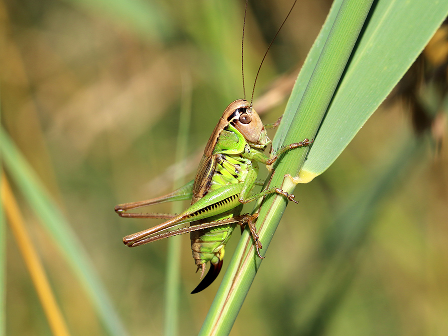 Decticelle des ruisseaux (c) Marion Fouchard