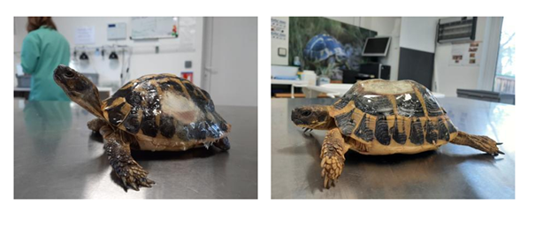 Photographies de tortues d'Herman blessées à la suite d’opérations de débroussaillement et admises en soins au CSFS de la SOPTOM à Carnoules (83)(c) SOPTOM