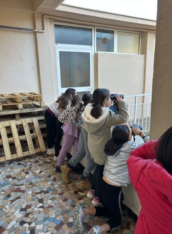 observation d'oiseau