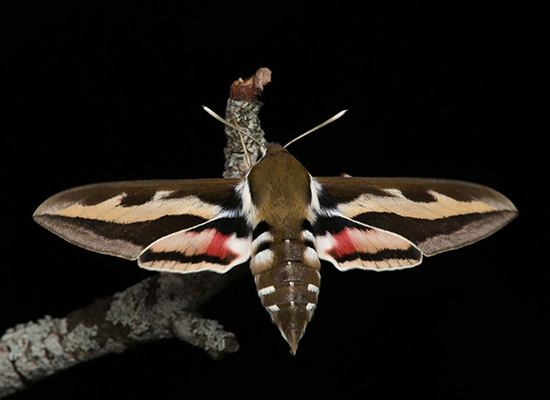 Sphinx de la garance (Hyles gallii) - Alexandre Van der Yeught