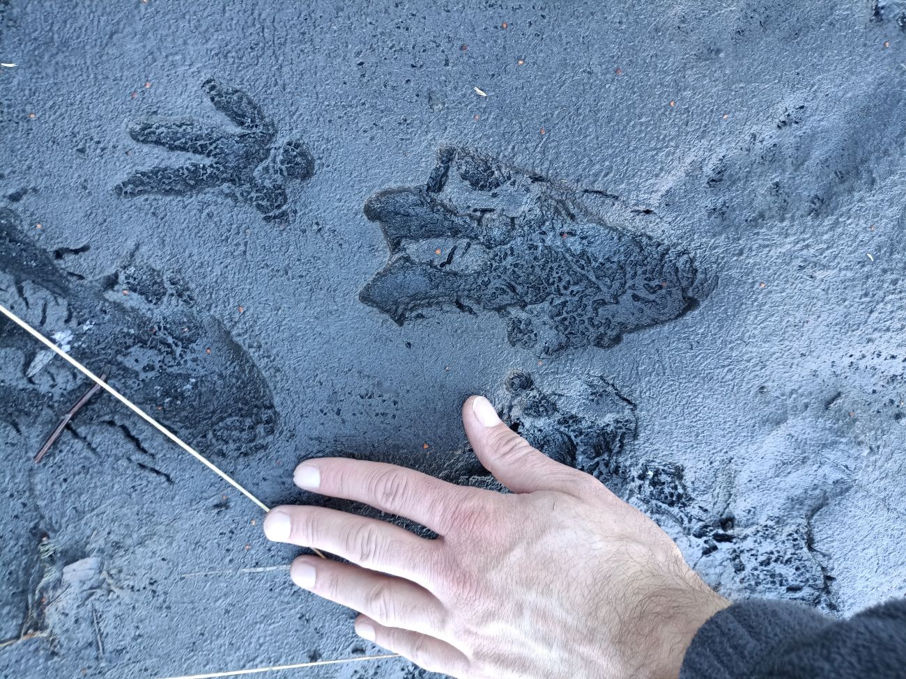 Découverte d'empreintes de Castor d’Eurasie en bord de Durance © LPO PACA