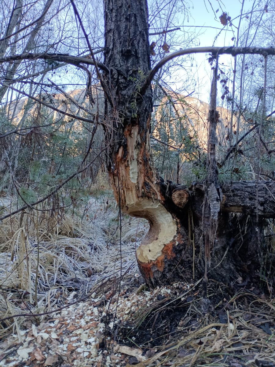 Découverte d'un arbre fraichement rongé par le Castor d’Eurasie © LPO PACA
