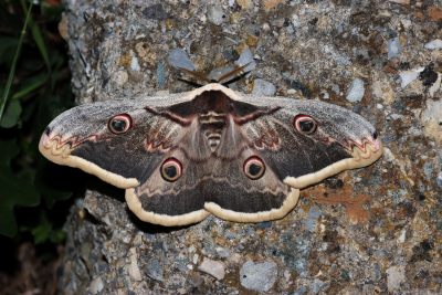 Grand Paon de nuit © Alexandre Van der Yeught Grand Paon de nuit © Alexandre Van der Yeught