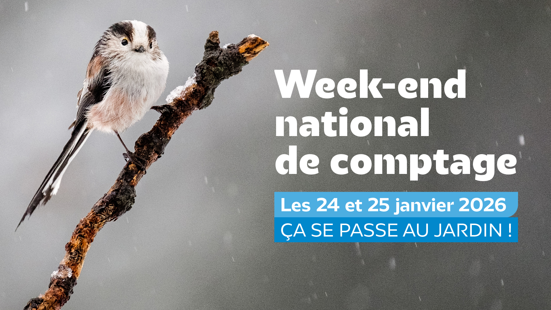 Participez au comptage des oiseaux des jardins les 24 et 25 janvier 2026 ! © LPO France