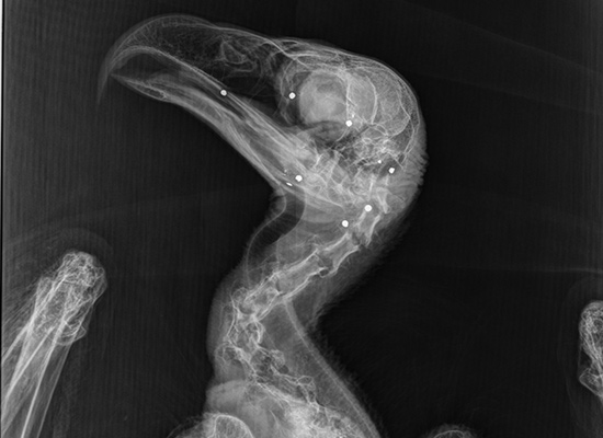 radio de Franck Dupraz - clinique les oliviers saint maximin