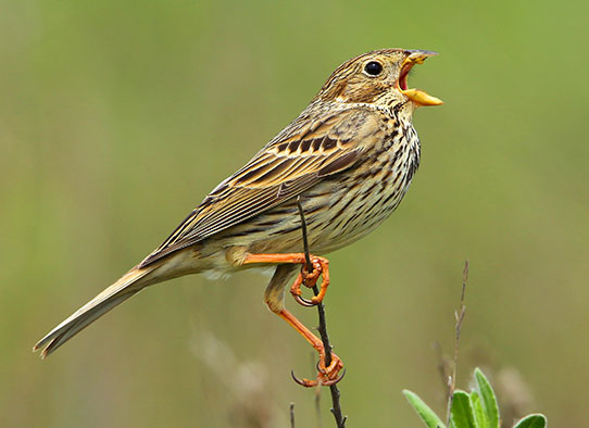 bruant proyer (c) A.Audevard