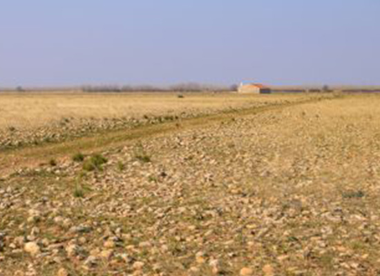 Les coussouls de Crau constituent la seule steppe de France - © LPO France