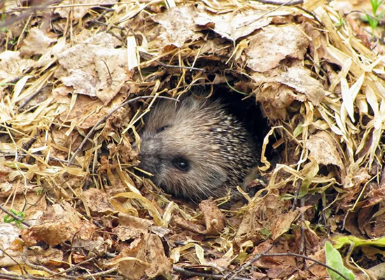 Hibernation hérisson - LPO PACA