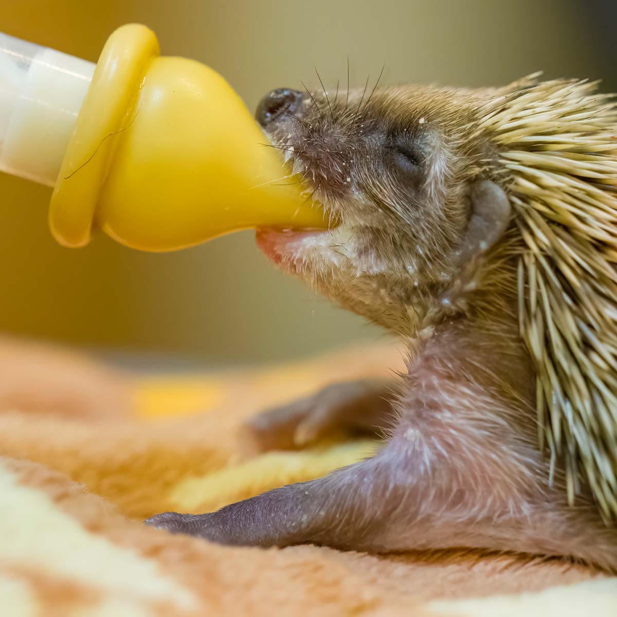 Jeune Hérisson en soins - Rosie Jackson