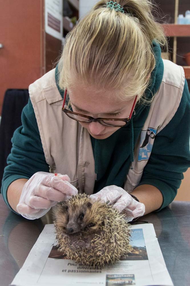 Hérisson en soins - LPO PACA