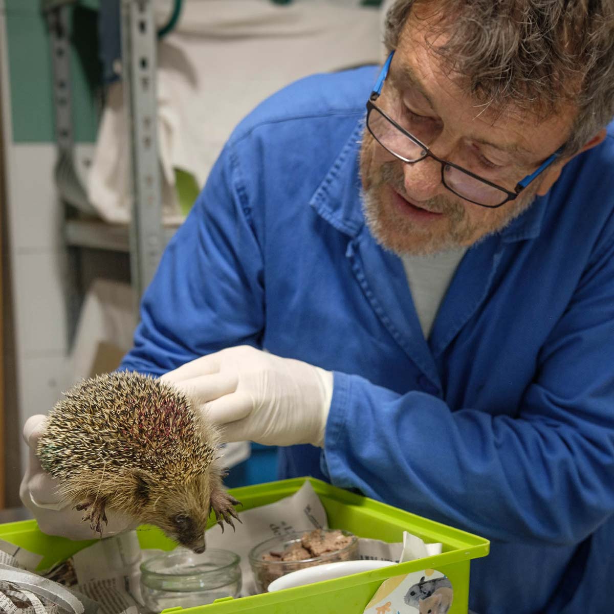 Hérisson en soins - Marie-Hélène CÔTÉ