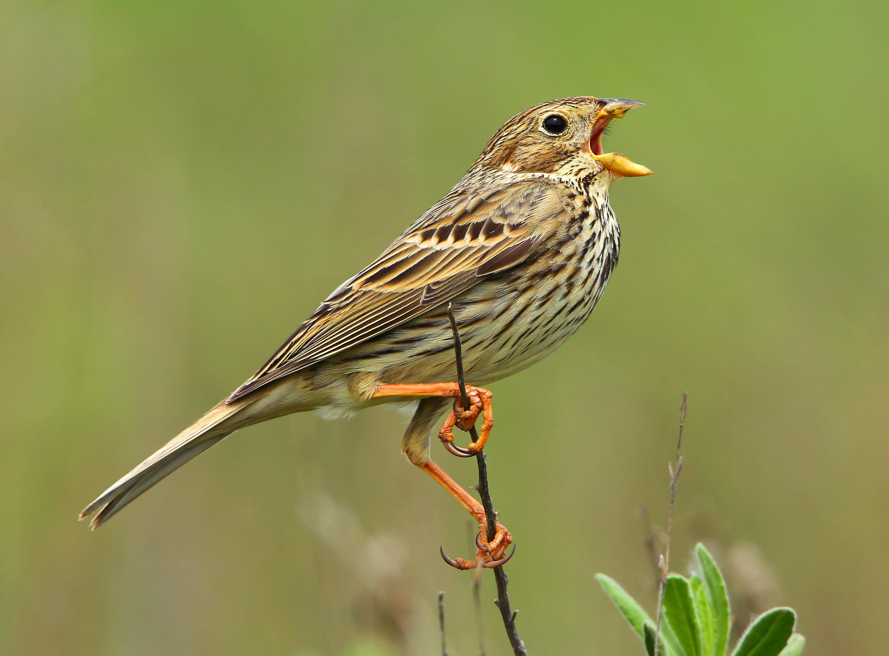 bruant proyer (c) A.Audevard