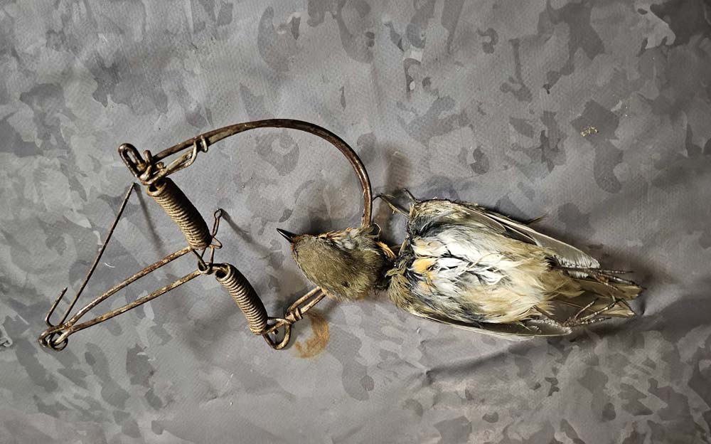 Capture illégale de passereaux (c) LPO PACA