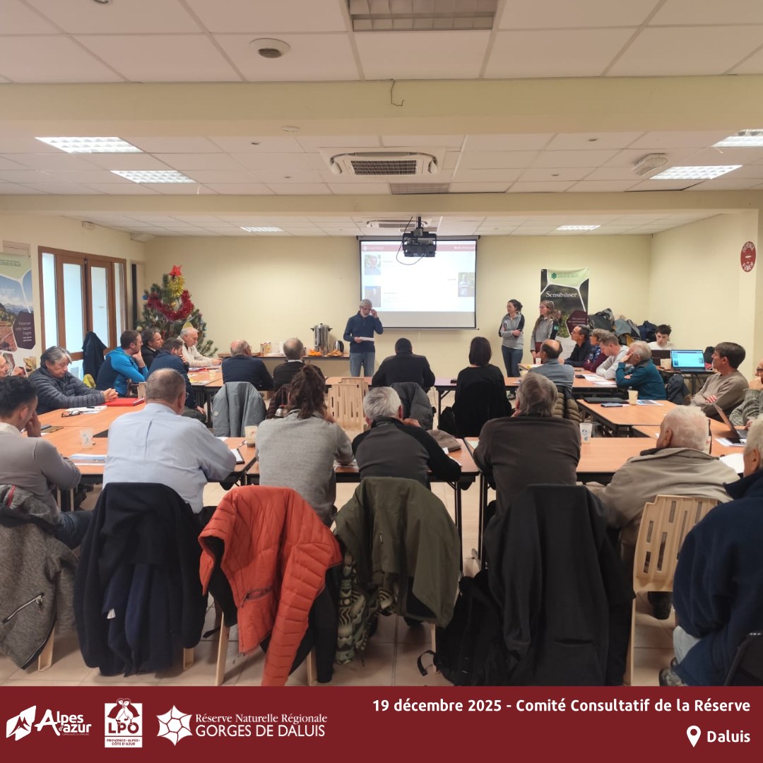 Comité consultatif du 19 décembre 2025_RNR gorges de Daluis Comité consultatif du 19 décembre 2025_RNR gorges de Daluis