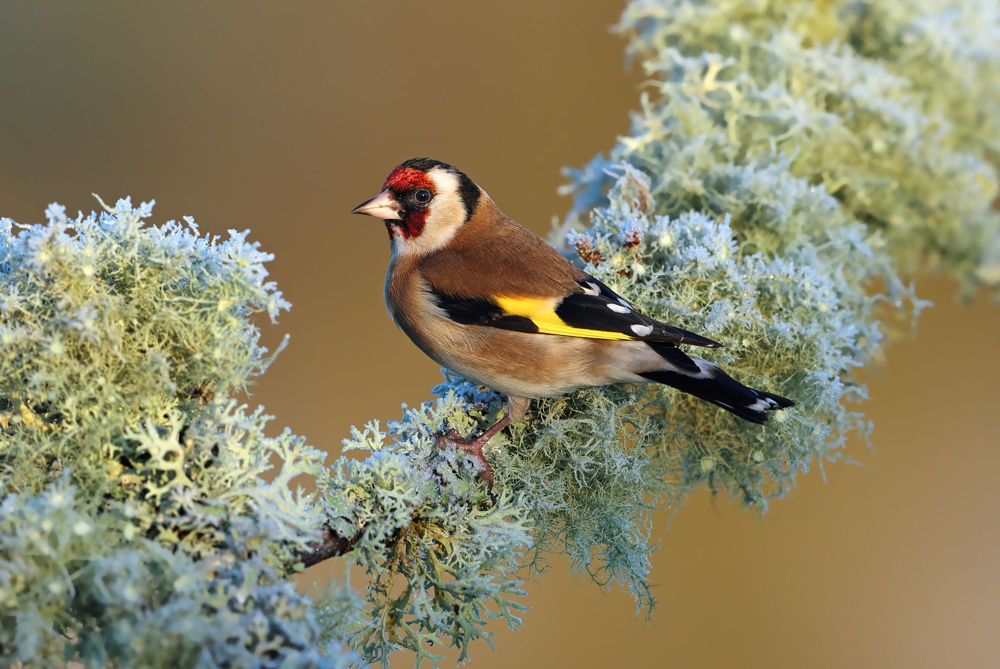 Chardonneret élégant © Aurélien AUDEVARD