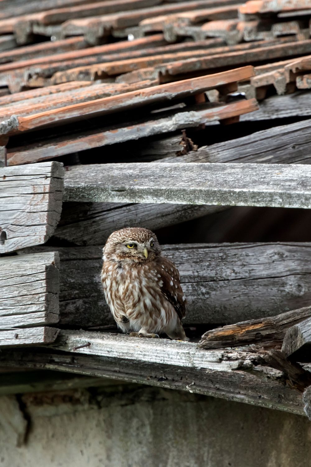 Chevêche d'Athéna ©André Simon