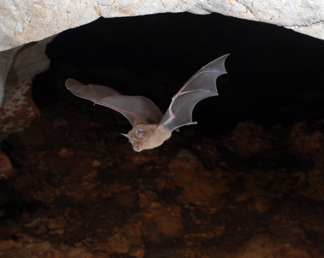 Grand rhinolophe © Jean-Michel Bompar